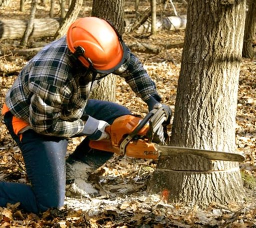 Tree Removal in Anderson, AL